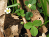 Potentilla sterilis