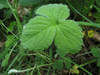 Potentilla sterilis