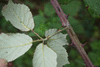 Rubus ulmifolius