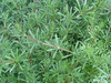 Galium aparine