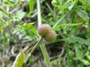 Galium aparine