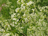 Galium mollugo