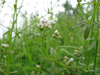 Galium palustre