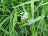 Galium palustre