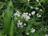 Galium palustre