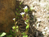 Saxifraga tridactylites