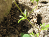 Saxifraga tridactylites