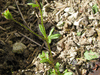 Saxifraga tridactylites