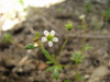 Saxifraga tridactylites