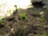 Saxifraga tridactylites