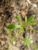 Saxifraga tridactylites