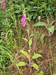 Digitalis purpurea