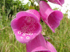 Digitalis purpurea