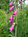 Digitalis purpurea