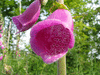 Digitalis purpurea