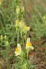 Linaria vulgaris