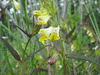 Melampyrum pratense