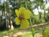 Verbascum blattaria