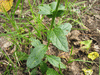 Verbascum blattaria