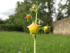 Verbascum blattaria