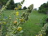 Verbascum pulverulentum