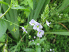 Veronica anagallis-aquatica