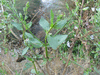 Veronica anagallis-aquatica