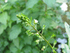 Veronica anagallis-aquatica