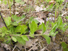 Veronica officinalis