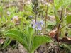 Veronica officinalis