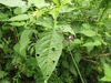 Solanum dulcamara