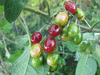 Solanum dulcamara