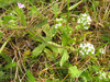 Valerianella locusta