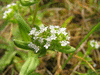 Valerianella locusta