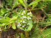 Valerianella locusta