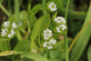 Valerianella locusta