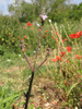 Verbena officinalis