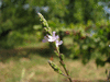 Verbena officinalis