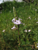 Verbena officinalis