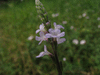 Verbena officinalis