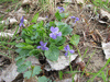 Viola hirta