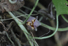 Viola odorata