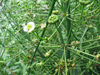 Alisma plantago-aquatica