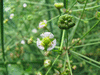 Alisma plantago-aquatica