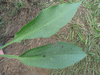 Alisma plantago-aquatica