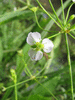 Alisma plantago-aquatica