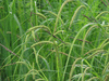 Carex acuta