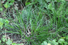 Carex divulsa