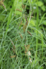 Carex flacca