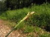 Carex hirta